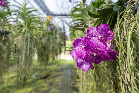 Pink orchids are blooming beautifully and very refreshing.