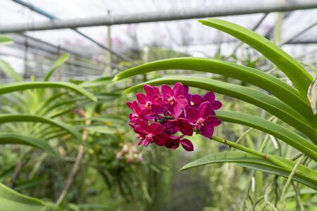 Red orchids are blooming beautifully and very refreshing.の写真素材