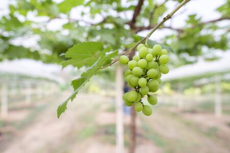 Grapes are growing for sale to consumers. Organic planting without harmful chemicals.の写真素材