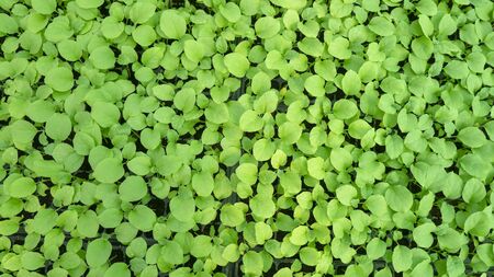 Growing seedlings of farmers to save time in cultivation.の写真素材