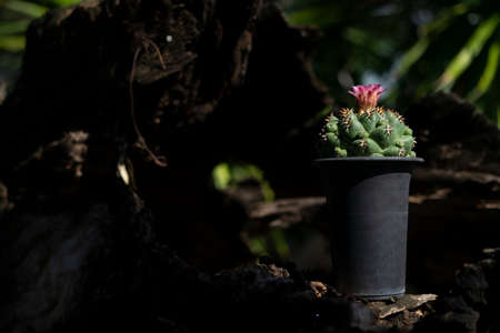 Cactus coryphantha elephantidens species are popular among collectors.の写真素材