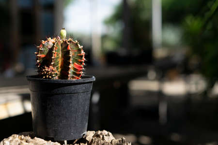 Gymnocalycium cactus species Stand out in the red, very beautifulの写真素材