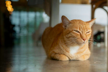 The orange cat is sleeping on a rainy day.の写真素材