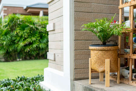 Monstera Deliciosa Indoor plants add coolness and purify the air in the house.の写真素材