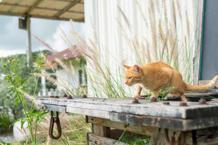 The orange stray cat is in awe of people.の写真素材