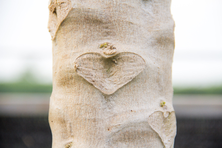 Natural heart on treeの写真素材