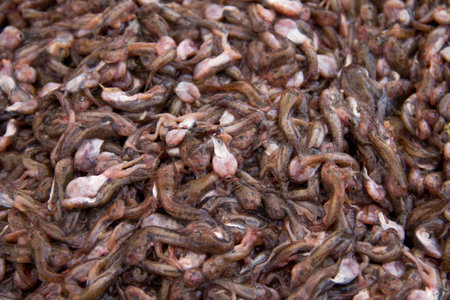 Dead tadpoles in the market.の写真素材