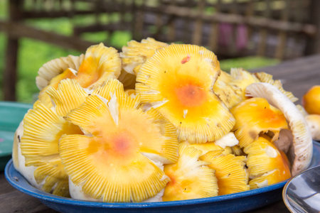 Fresh yellow mushroom in the bowの写真素材