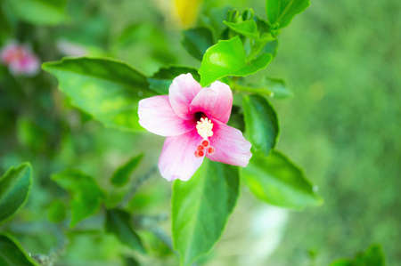 beautiful pink flowers in the garden の写真素材