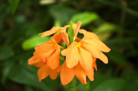 Orange flower in a gardenの写真素材