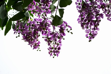 bunch of fresh lavender flowers isolated on white background の写真素材