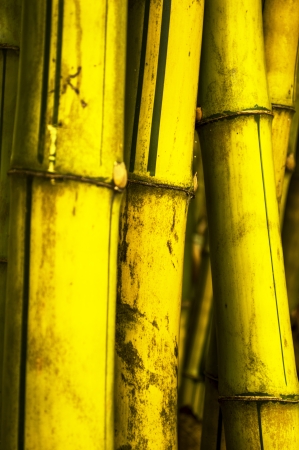 golden Bamboo  backgroundの写真素材