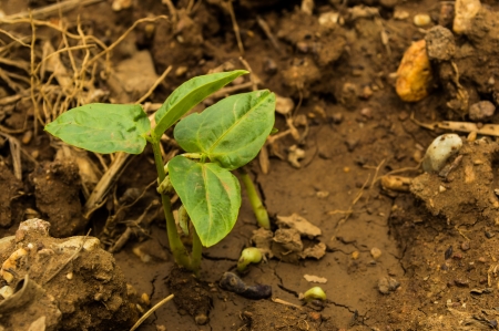 Ecology concept  Rising sprout on dry ground の写真素材