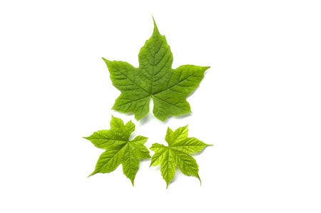  isolated leafs on a white backgroundの写真素材