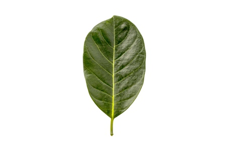  isolated leafs on a white backgroundの写真素材