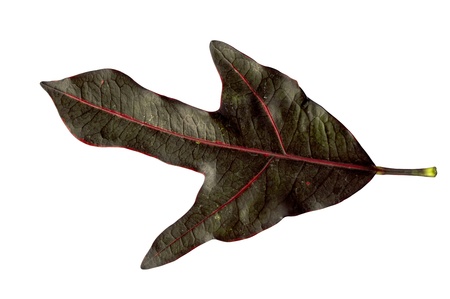 Single isolated leaf on a white backgroundの写真素材