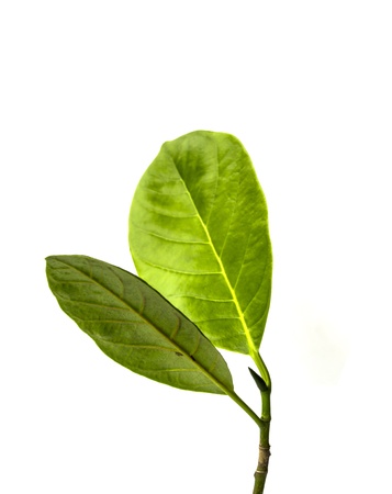 Green leafの写真素材