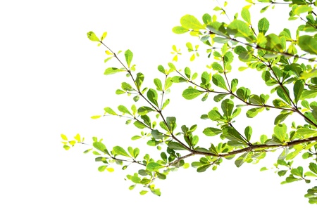 green leaf isolated on white background