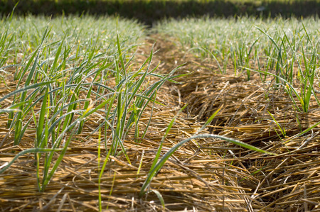 winter garlic growing through hay in early spring at the の写真素材
