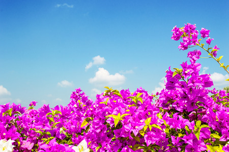 Beautiful bougainvillea flower on sunny skyの写真素材
