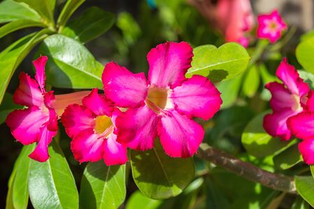 Desert Rose, Impala Lily, Mock Azalea nature backgroundの写真素材