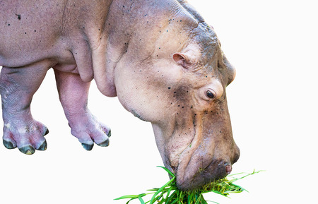 Hippopotamus eating  grass on white backgroundの写真素材