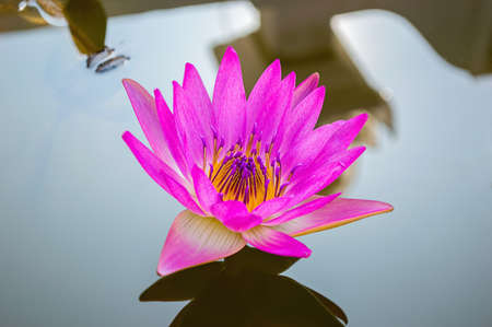 pink lotus flowerの写真素材