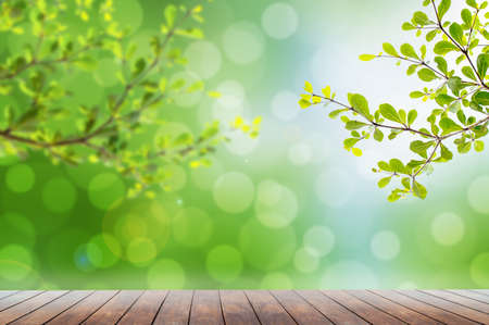 Beautiful green leaves and bokehの写真素材