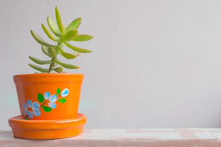 Green Sedum morganianum with pink wall backgroundの写真素材