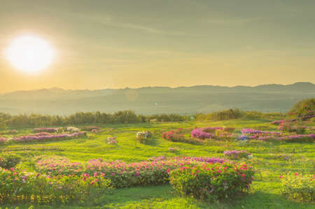 Landscape pink flowers on summer mountainの写真素材