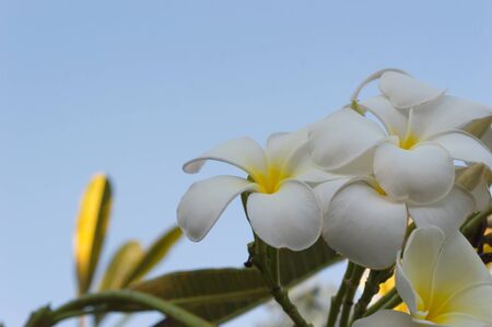 White Plumeria or Frangipani flowers. blossom of tropical tree