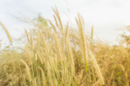 Flower grass in the morning toned in warm colorsの写真素材