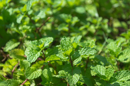 Green peppermint leaves in the garden, close up