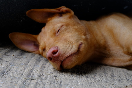 Brown Dog in the supineの写真素材