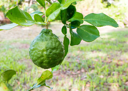 Kaffir Lime or Bergamot fruit on tree