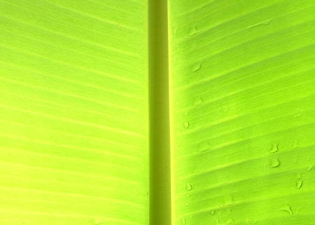 banana leavesの写真素材