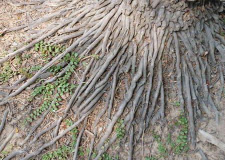 tree root