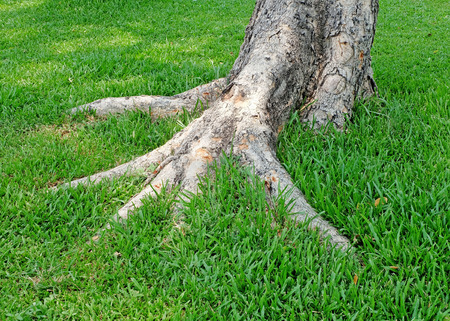 The root of the tree in the green grassの写真素材
