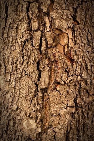 Tree bark texture