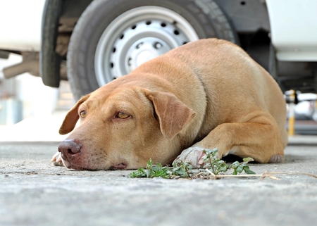 Sleeping dogの写真素材