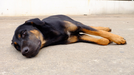 Dog sleepingの写真素材