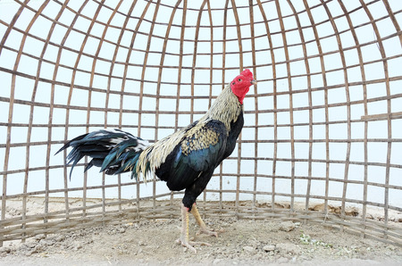 Chicken in bamboo coopの写真素材