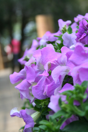 violet flowerの写真素材
