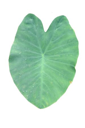 caladium  leaves isolate