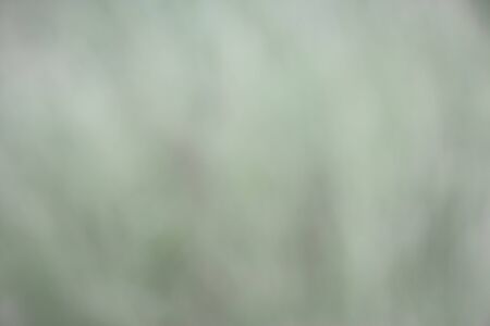 nature background blurの写真素材