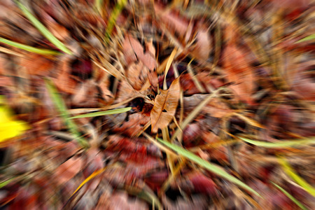 Dry leaf black and white background blurの写真素材