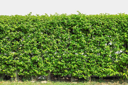 bush isolated