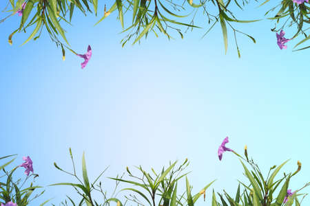 plant and flower isolated backgroundの写真素材