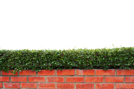 bush  isolated,bush and brick wall  isolated white background,bush  isolated for retouchの写真素材