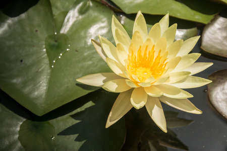 lotus flower ,lotus flower and leaf in pond,lotus flower in pondの写真素材
